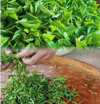 上海品茶聚会网究竟有多火？同城交友新玩法引爆吃喝玩乐攻略圈