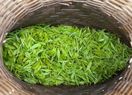安化黑茶怎么泡才不浪费？煮着喝还是泡着喝，一次讲透